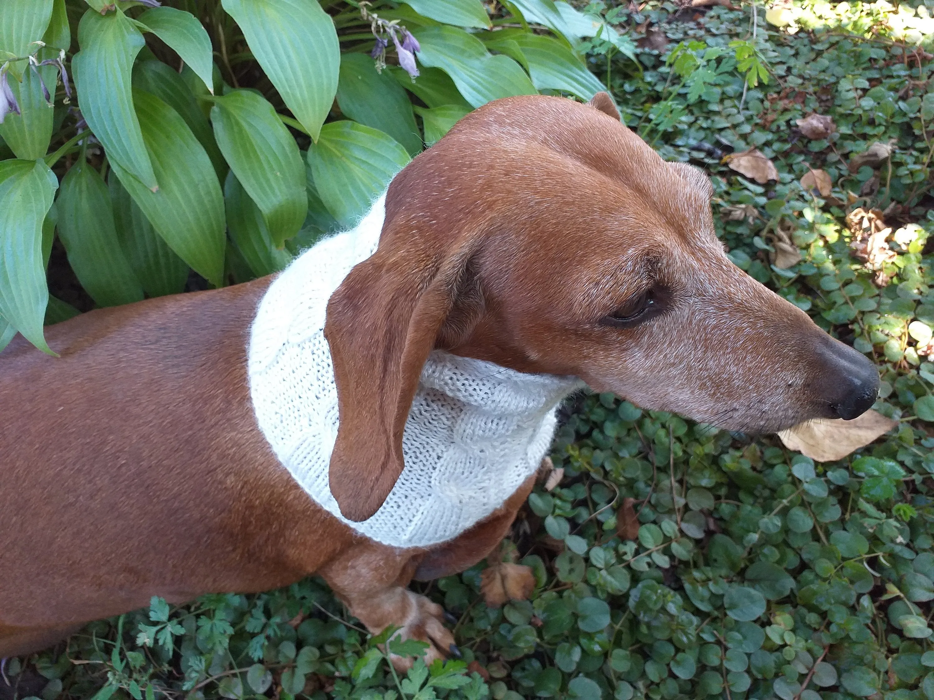 Dachshund or small dog scarf snood