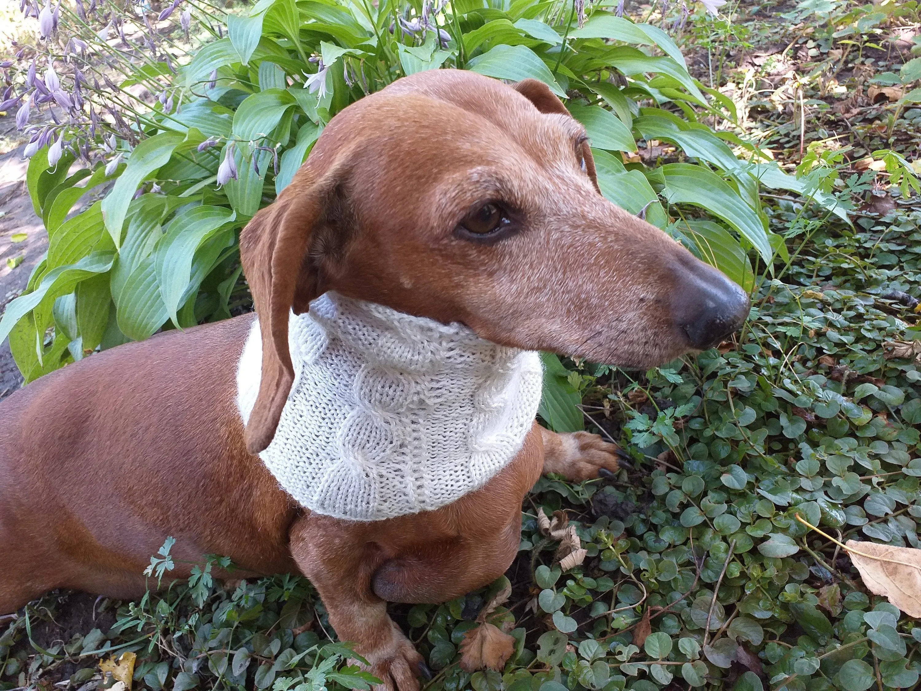 Dachshund or small dog scarf snood