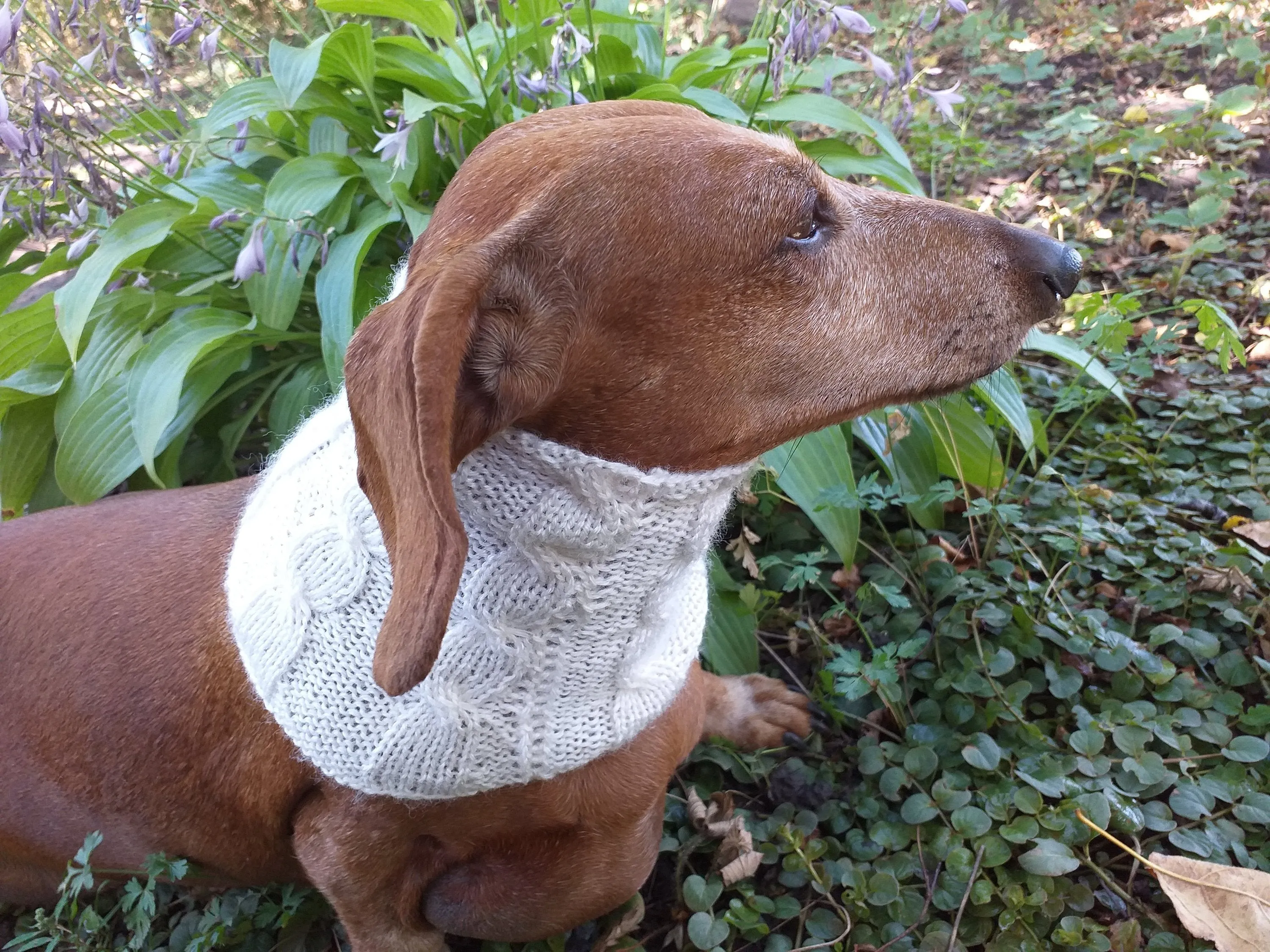 Dachshund or small dog scarf snood