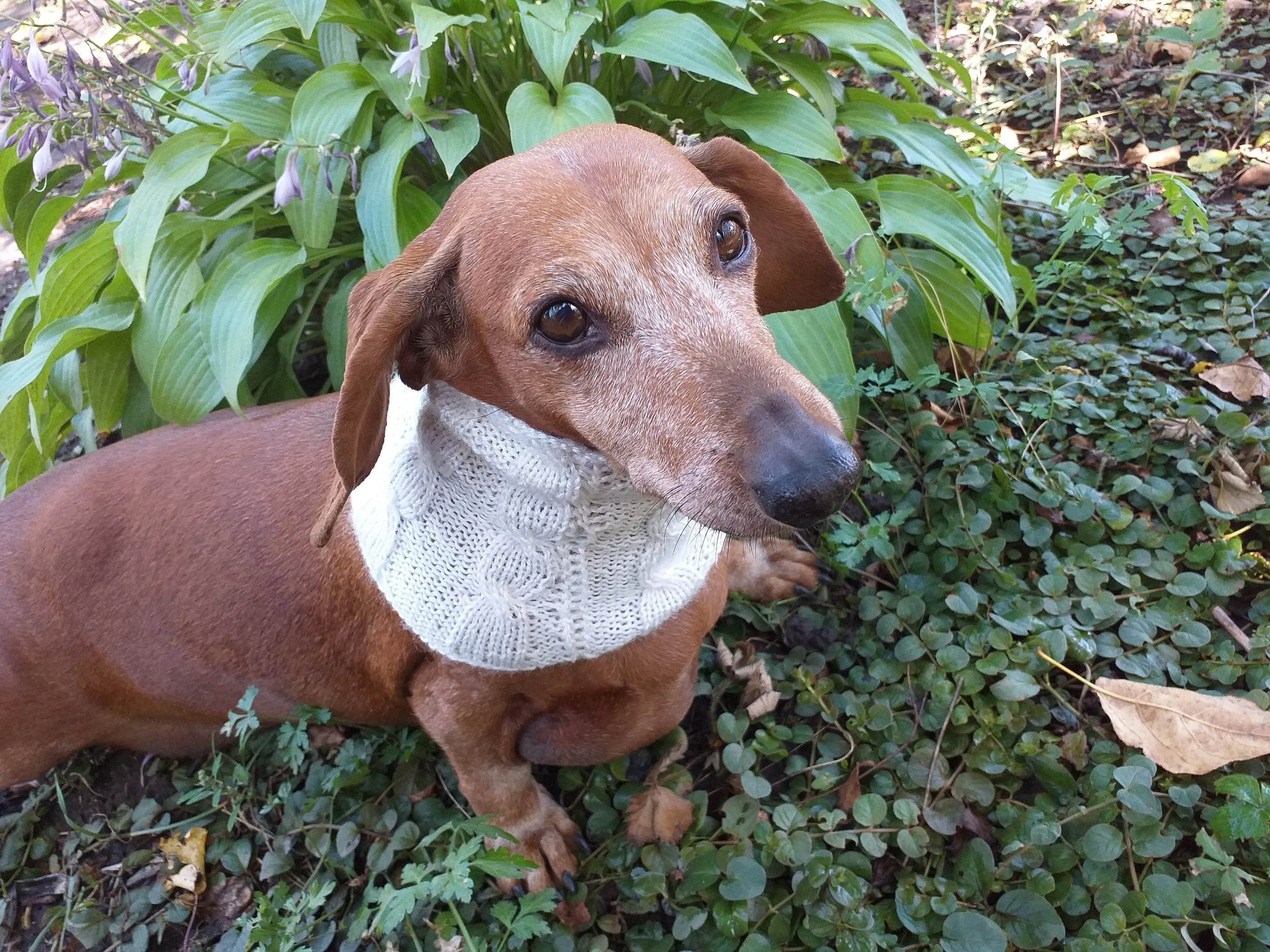 Dachshund or small dog scarf snood