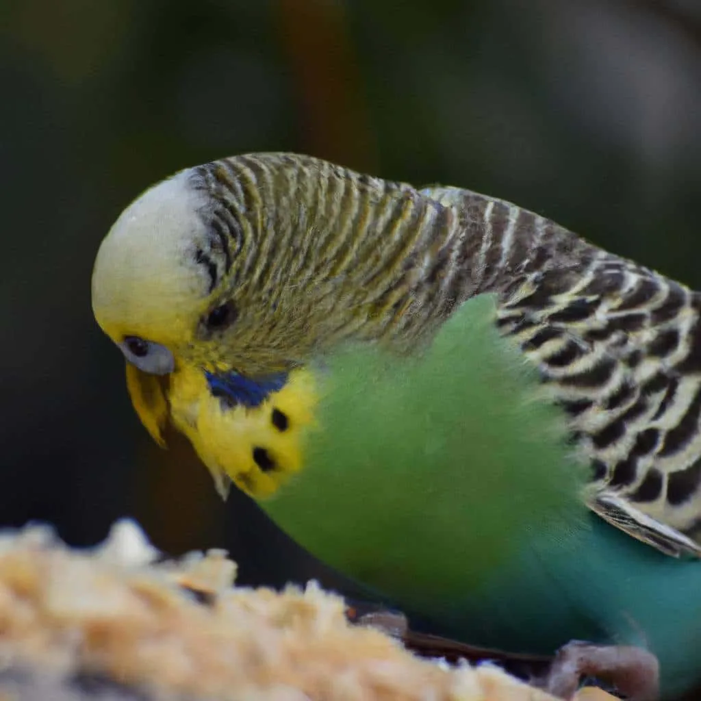 Home & Roost Budgie Mix 2kg - 20kg | Tailored Nutrition for Happy Budgies