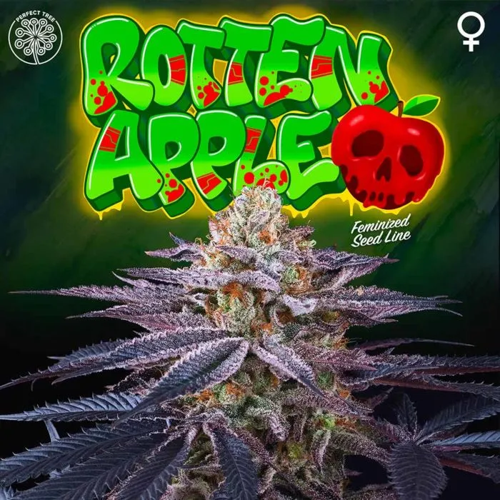 Perfect Tree - Rotten Apple   3 Free Bonus Seeds