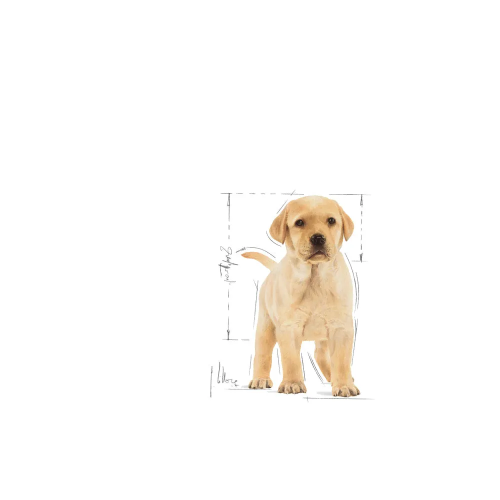 Royal Canin Labrador Retriever Puppy