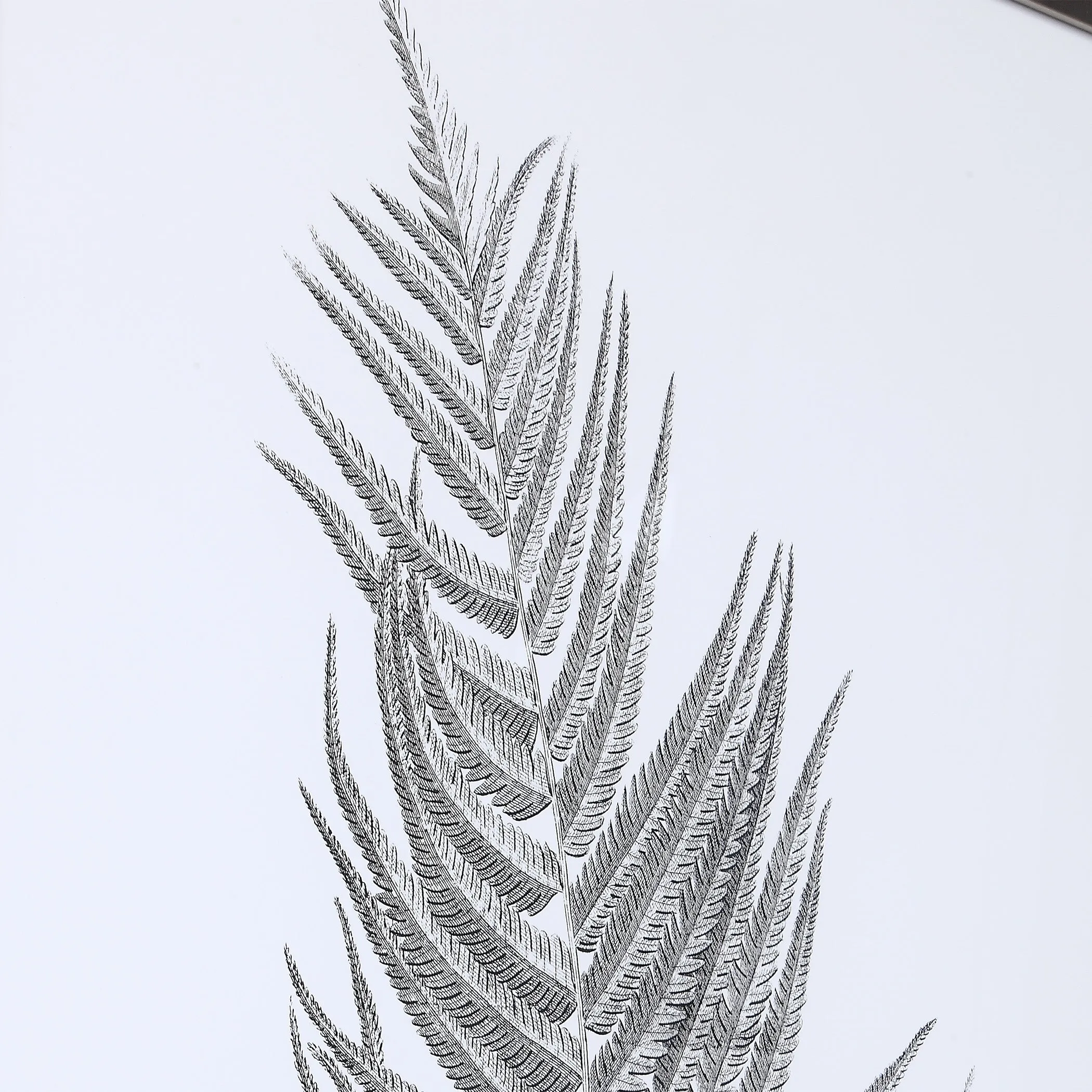 Uttermost Silver Ferns Framed Prints Set/2